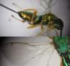 Torymus flavipes